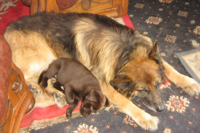 German Shepherd and Chocolate Labrador asleep next to each other