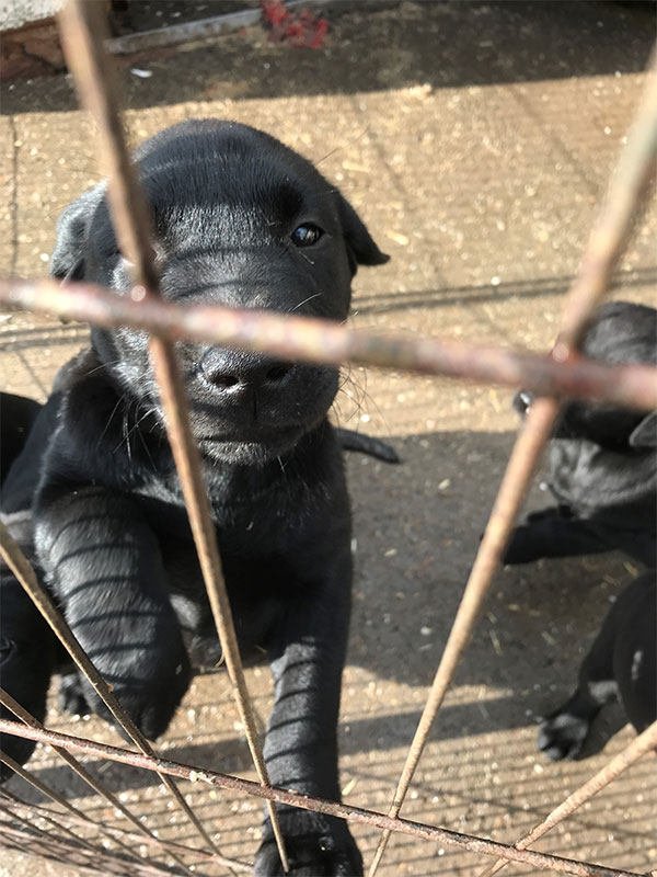 Labrador puppies for sale born Feb 2025