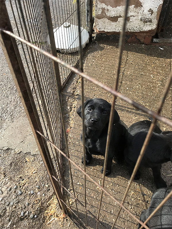 Labrador puppies for sale born Feb 2025