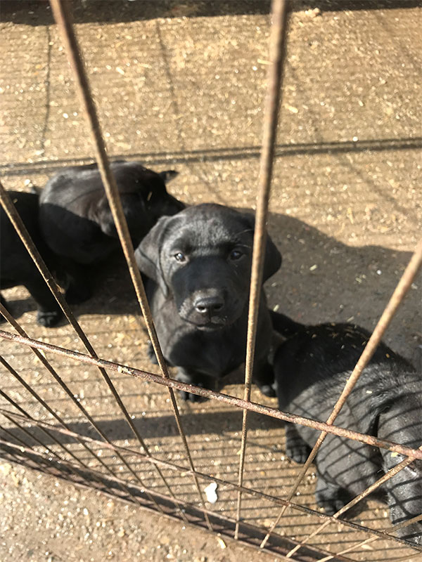 Labrador puppies for sale born Feb 2025