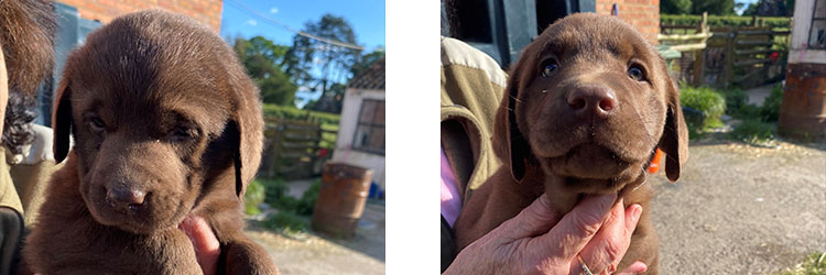 Jo with chocolate labrador puppies